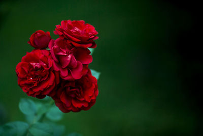 Close-up of red rose