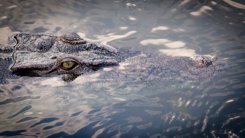 Crocodile swimming in lake