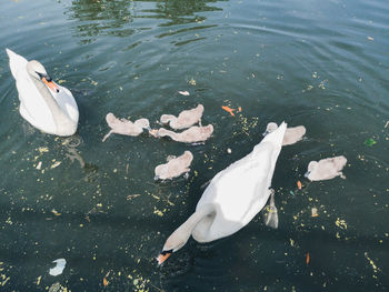 High angle view of swans swimming in lake