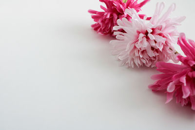 Close-up of pink flowers on white background