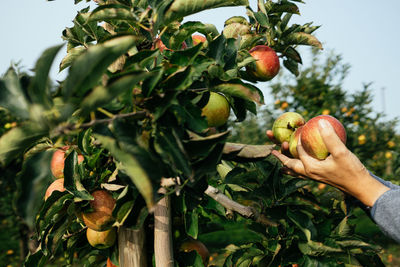 Hand harvesting apples from tree