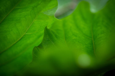 Full frame shot of green leaves