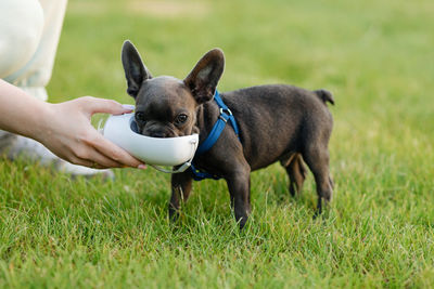 Beautiful french bulldog puppy drinks from a drinker on a walk