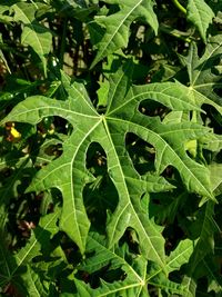 High angle view of insect on leaf