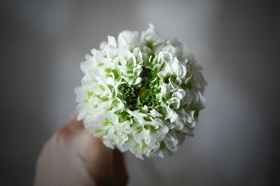 Close-up of human hand holding white flowers