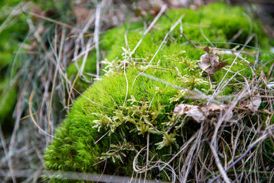 Close-up of snake on land