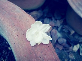 High angle view of white flower