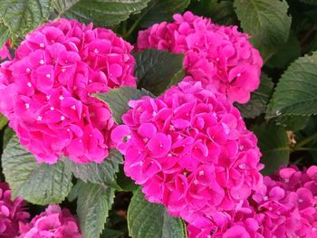 Close-up of pink hydrangea flowers