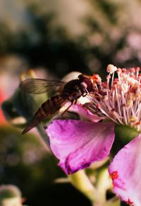 Close-up of insect on pink flower