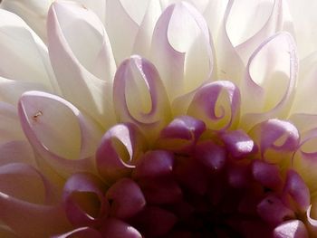 Full frame shot of white flowering plant