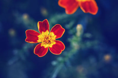 Close-up of red orange flower