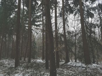 Low angle view of trees in forest