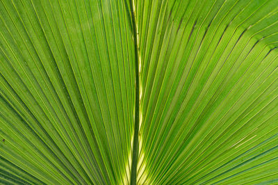 Full frame shot of palm tree leaves