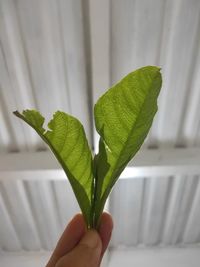 Close-up of hand holding leaves