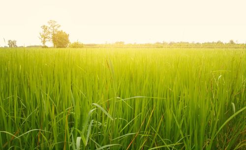 Crops growing on field against sky