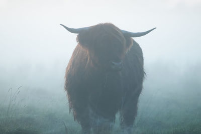 Horse standing in a field