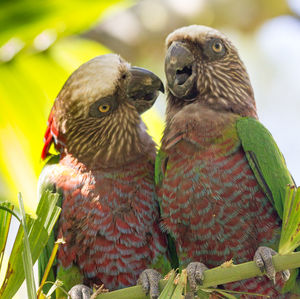 Close-up of parrot perching on branch