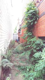 Ivy growing on brick wall