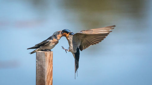 Close-up of birds flying over wooden post