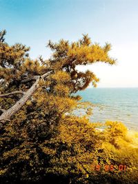 Tree by sea against sky during autumn