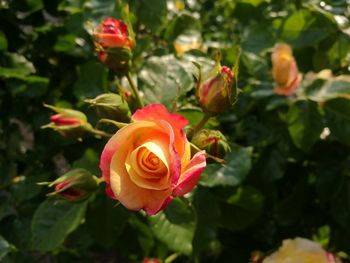 Close-up of rose roses