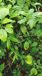 High angle view of plants growing on field