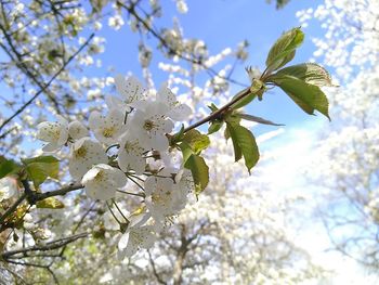 Low angle view of cherry blossoms in spring