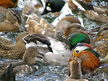 Close-up of ducks in water