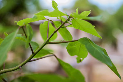 Close-up of green leaves