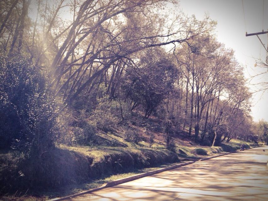 ROAD PASSING THROUGH TREES