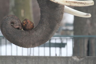 Close-up of elephant trunk