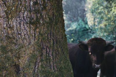 View of an animal on tree trunk