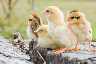 Close-up of ducklings on wood