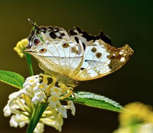 Close-up of butterfly pollinating flower