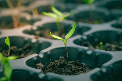 Close-up of small plant