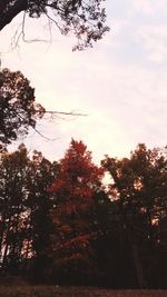 Low angle view of trees against sky