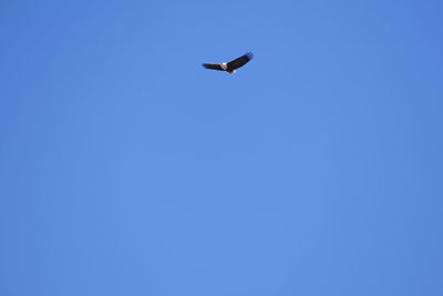 Low angle view of bird flying in sky