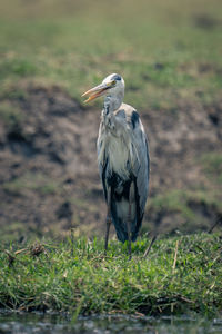 Bird perching on field