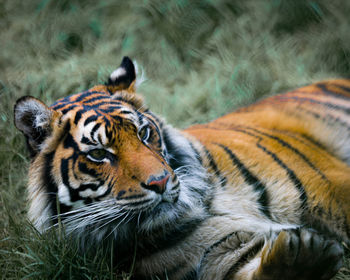 Close-up of tiger