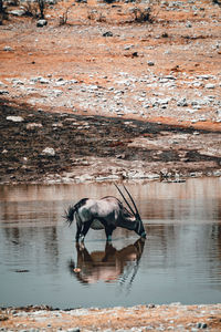 View of horse drinking water