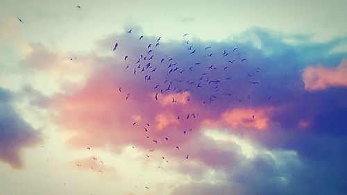 Low angle view of birds flying in sky