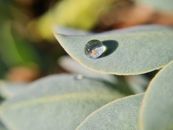 Close-up of water drop on leaf