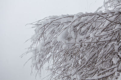 Close-up of dry plants against sky during winter