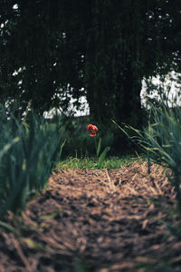 Close-up of red flower in forest