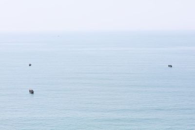 High angle view of bird swimming in sea