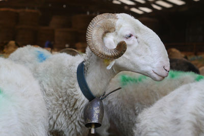 Close-up of sheep