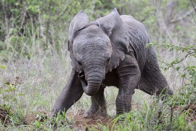 Elephant in a field