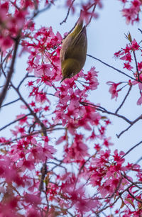 Low angle view of bird on tree against sky