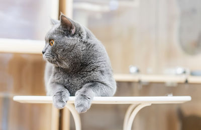 Close-up of a cat looking away