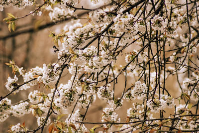 Close-up of cherry blossoms in spring